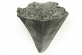 Partial Megalodon Tooth #194090-1